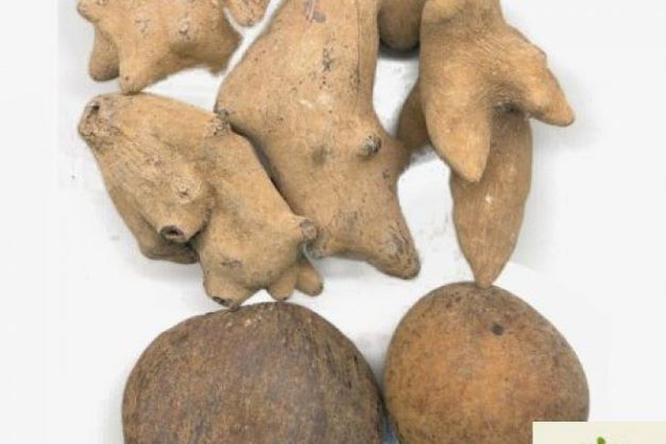 ngũ bội tử